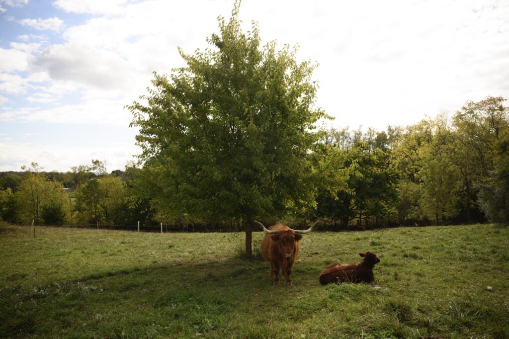 Two highland cows lounge under the shade of a tree at Pittsburgher Highland Farm.