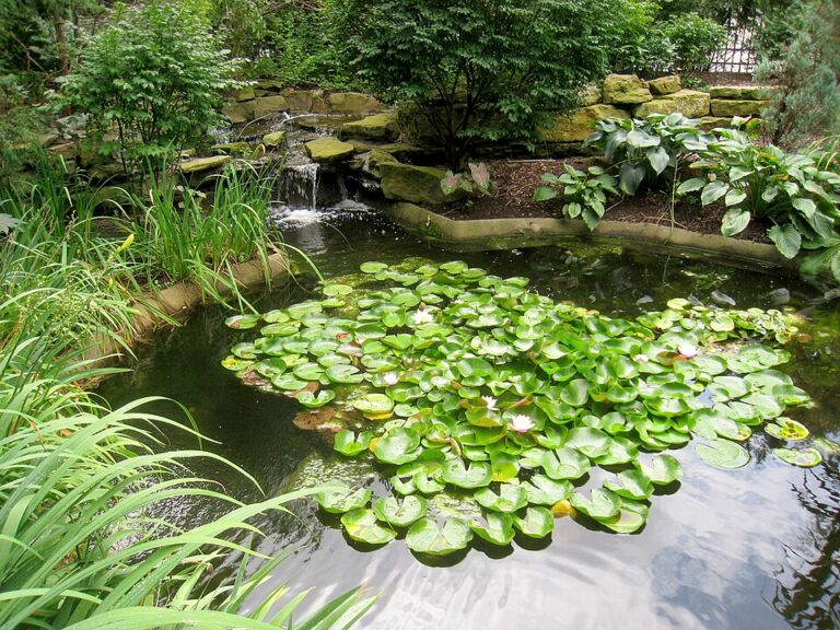 Rodef Shalom Biblical Botanical Garden   IMG 1330 768x576