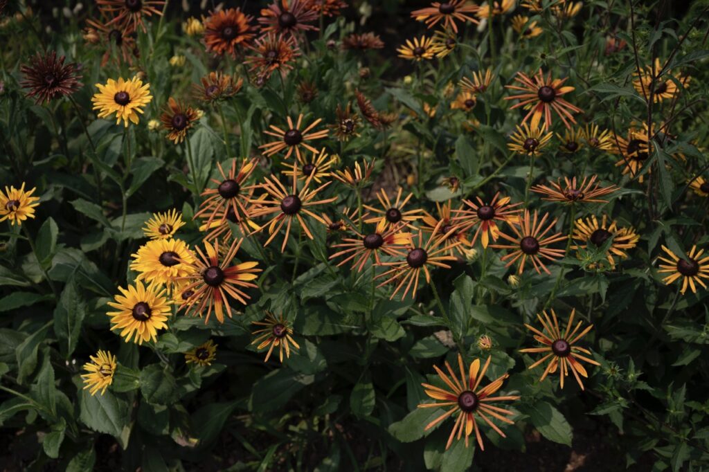Small yellow sunflowers sit in a bunch in a field.