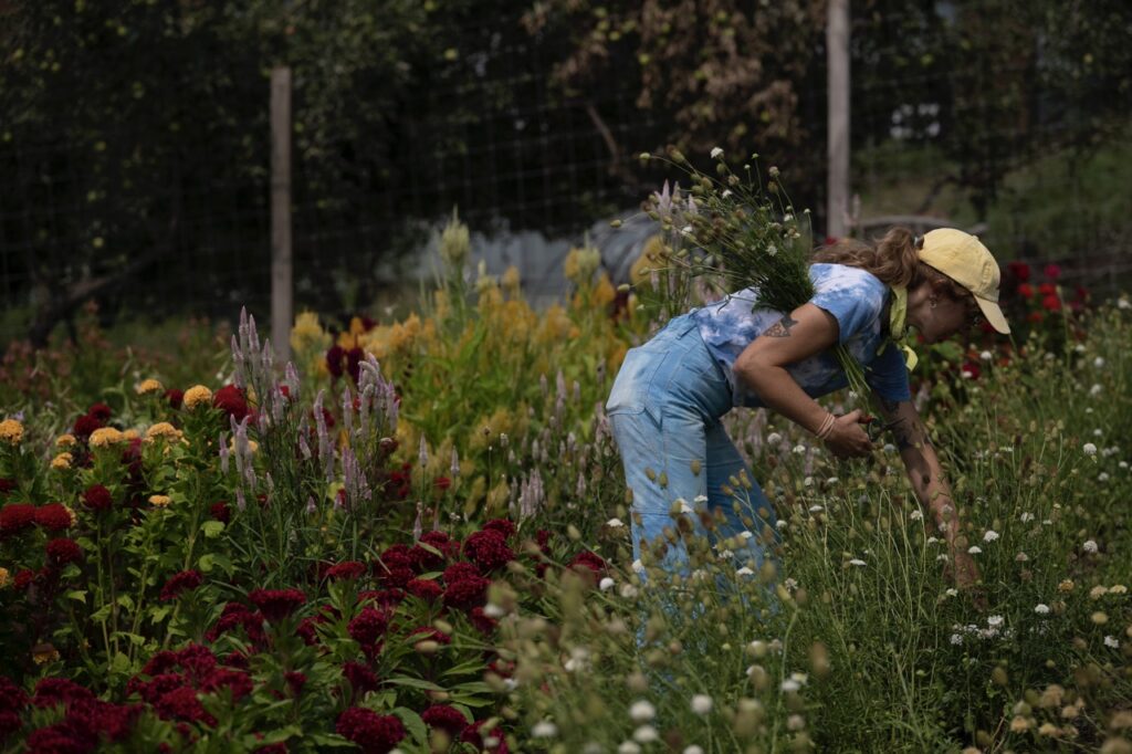A woman leans down to pick out flowers out of a field.