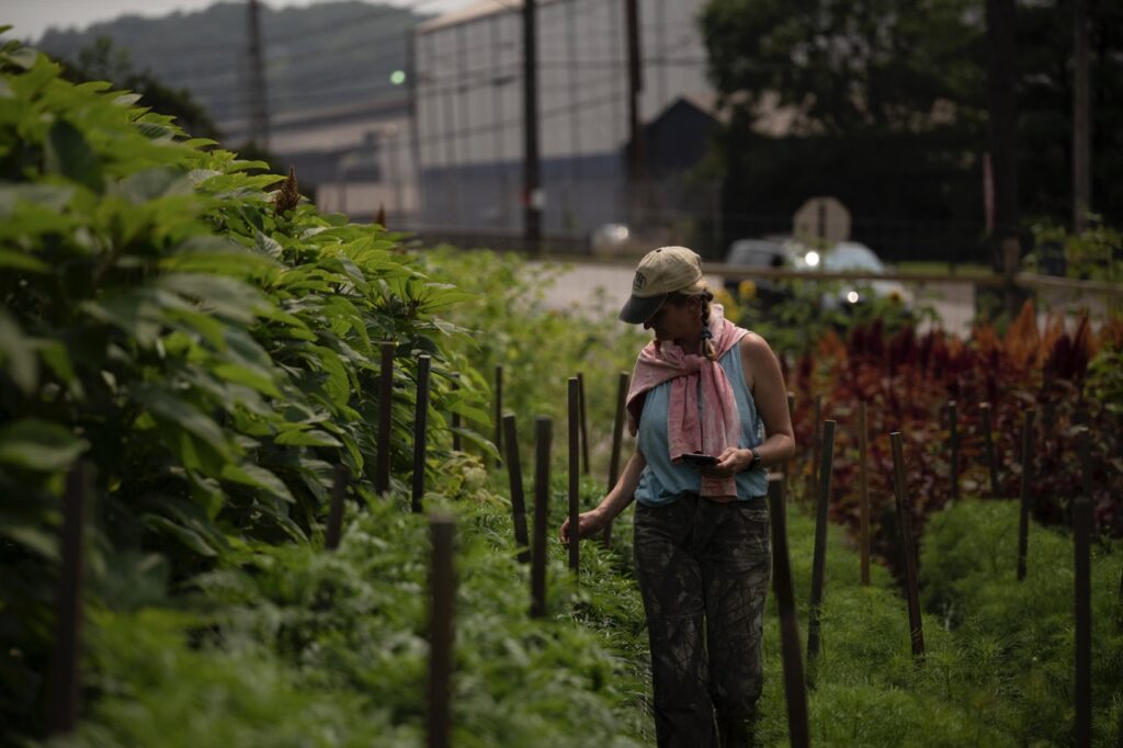 A woman walks through Sol Patch Garden's bushes of flowers.