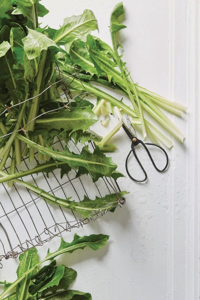 Dandelion greens sit on a white table beside a pair of clippers.