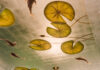 Mr. Bland the Muralist Comes to Pittsburgh at Palm Palm Restaurant A ceiling mural featuring lily pads and koi fish.