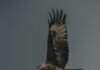 Peregrine Falcons Find a New Home in East Liberty A peregrine falcon flies through the sky with its wings outstretched.