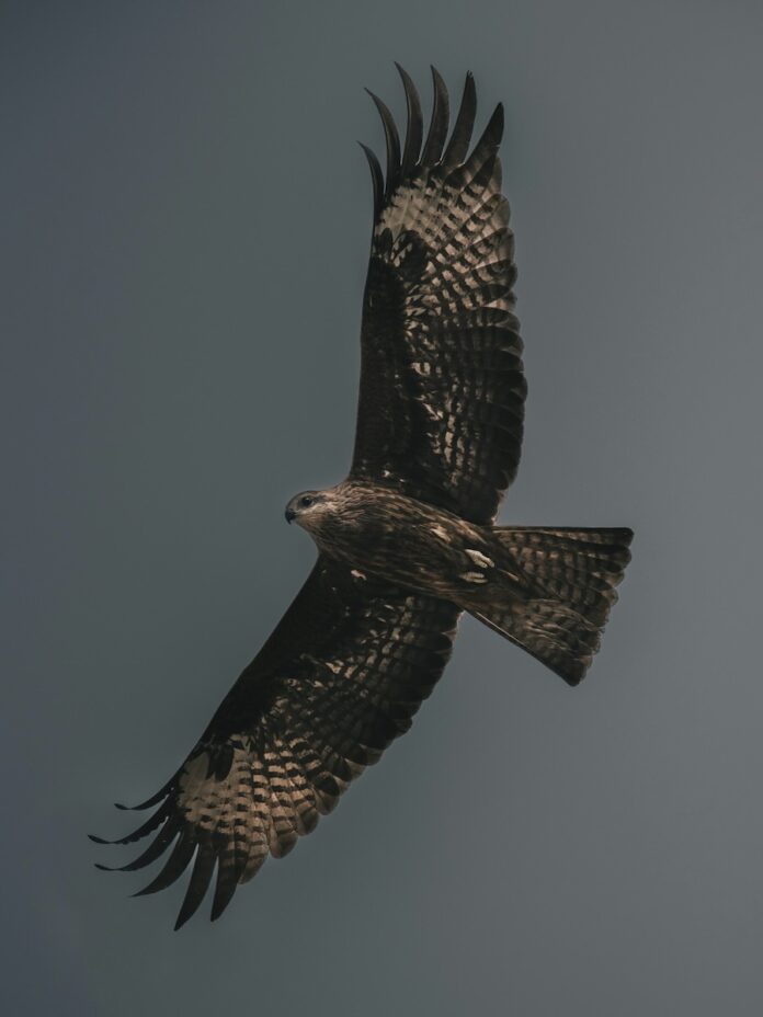 A peregrine falcon flies through the sky with its wings outstretched.