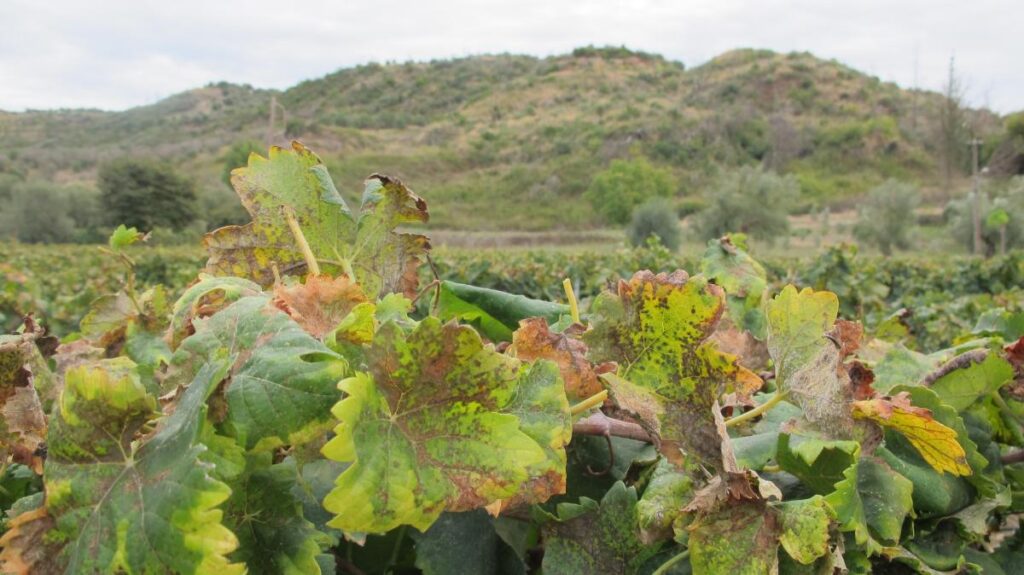 A close-up view of grapevines with green and brown leaves, under a cloudy sky.