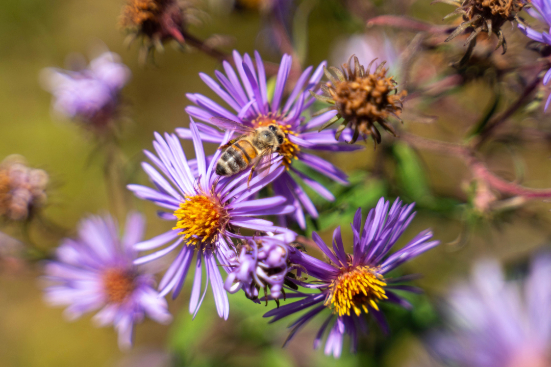 Purple flowers with bee pollinating Family Nature Hike