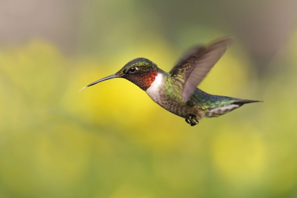 A hummingbird flies in the air.