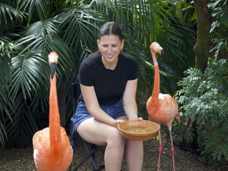 Flamingo Feeding Encounter Stuff to do in Pittsburgh Britta Moletz 20259 2048x1536 1 768x576