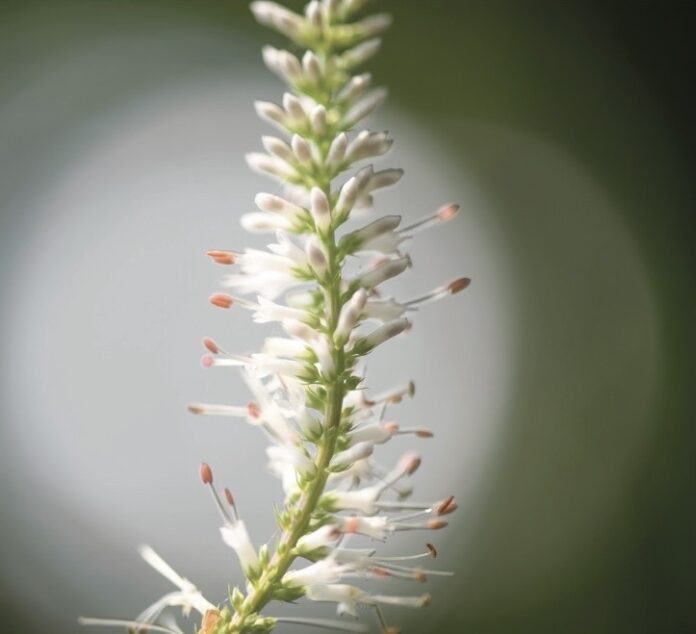 PA native soil TABLE Magazine 3 Explore Pennsylvania's native Culver's Root (Veronicastrum virginicum) plant and many more.