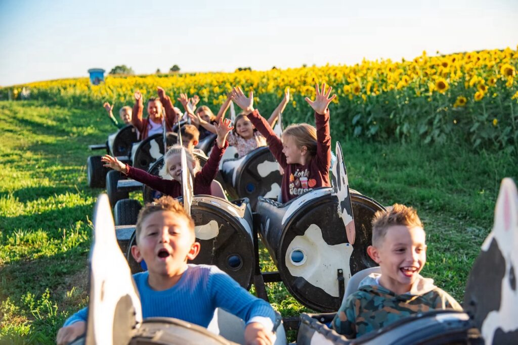 Kids ride cow-themed train through sunflower field at Pittsburgh pumpkin patch.