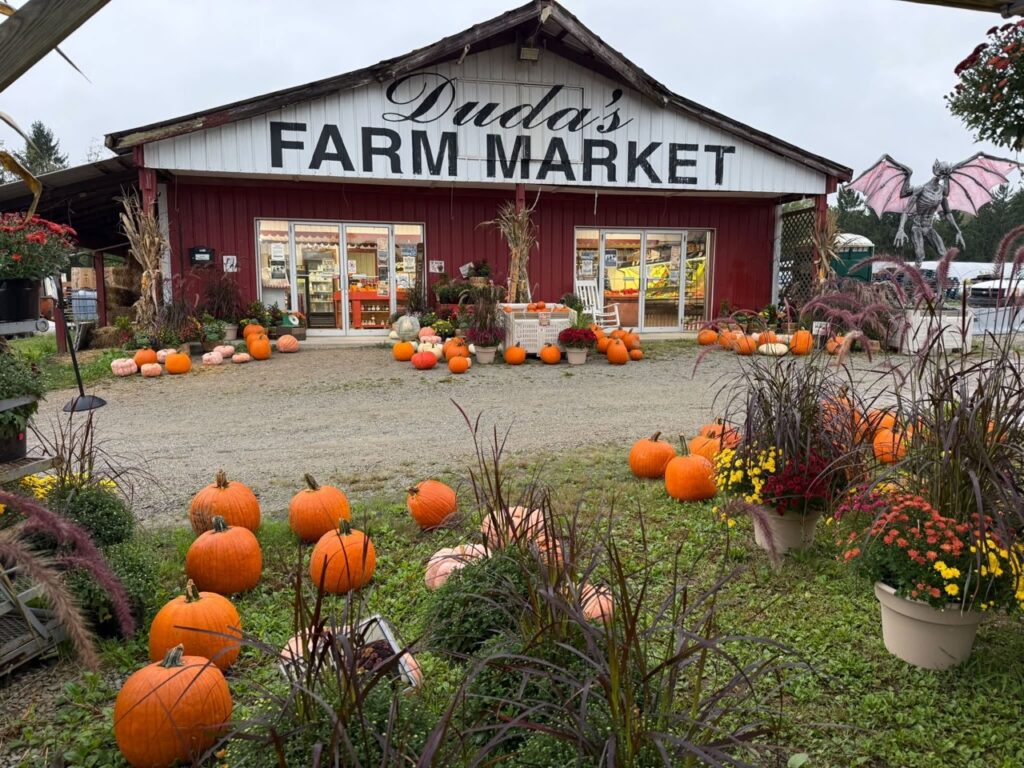 Duda's Farm Market pumpkin patch near Pittsburgh, featuring pumpkins and mums.