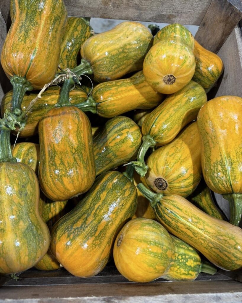A pile of fresh, striped butternut squash, perfect for fall recipes.