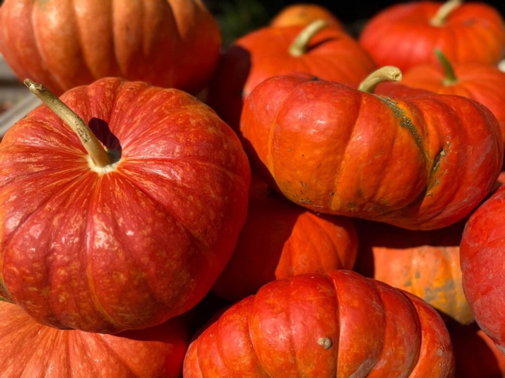 Close-up of bright orange pumpkins, perfect for Pittsburgh pumpkin patches.