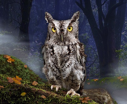 Screech owl in spooky forest, perfect for Pittsburgh Halloween events for kids.