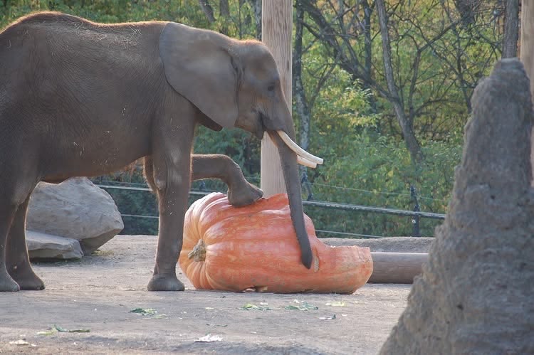 Elephant playing with a giant pumpkin at a Pittsburgh Halloween event.