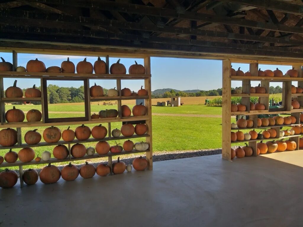 A Pittsburgh pumpkin patch with shelves full of pumpkins in a barn.
