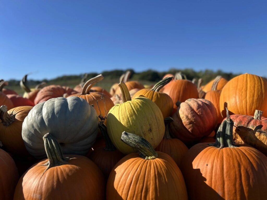 Assortment of pumpkins at a Pittsburgh pumpkin patch under a clear blue sky.