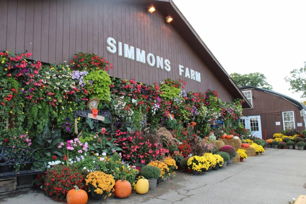 Simmons Farm sign with abundant fall flowers and pumpkins, a Pittsburgh pumpkin patch.