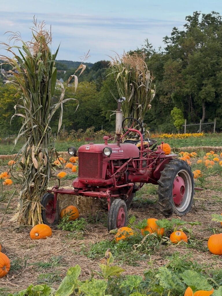 Red tractor in a Pittsburgh pumpkin patch with corn stalks.