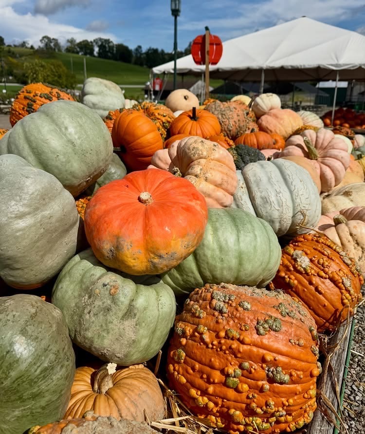 Colorful pumpkins and gourds at a Pittsburgh pumpkin patch.
