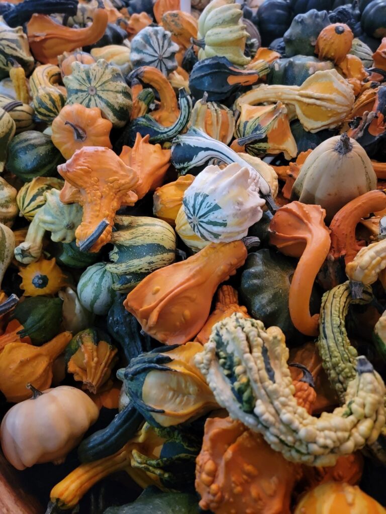 Assortment of colorful gourds and pumpkins, perfect for fall decor in Pittsburgh.