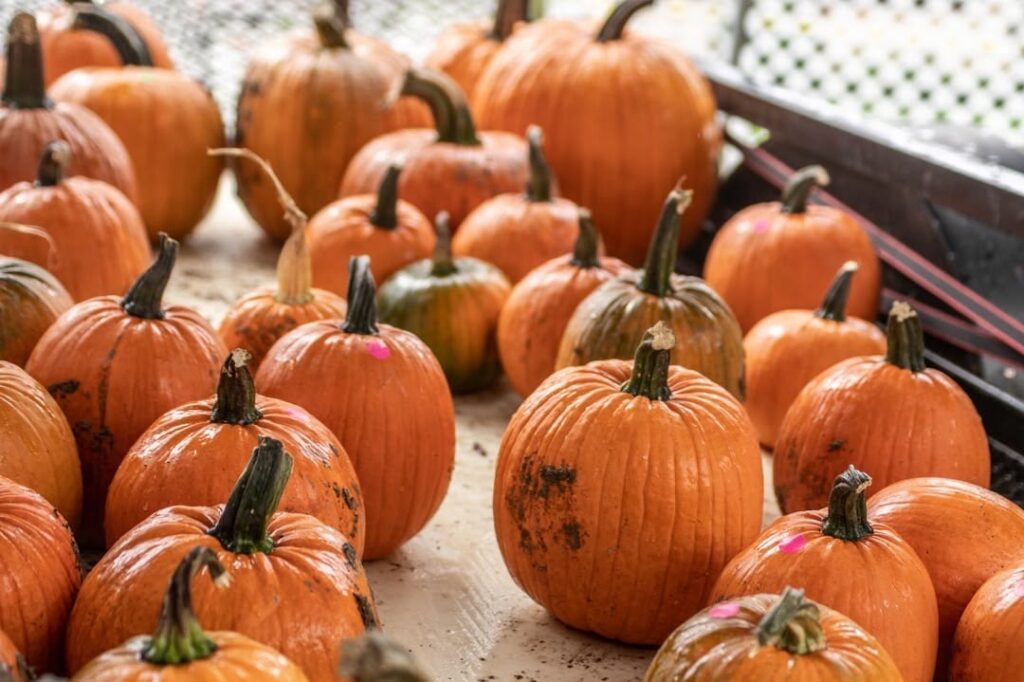 A colorful display of pumpkins at a Pittsburgh fall festival.