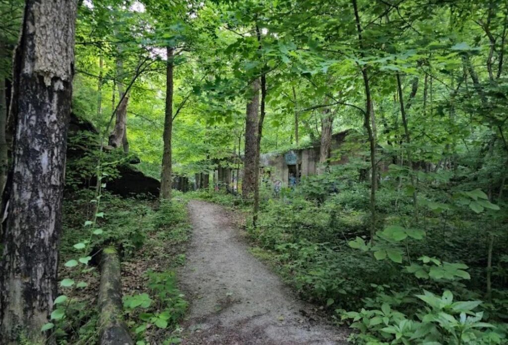 A dense forrest with concrete in the distance.