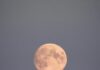 Your November 2025 Horoscope for the Full Moon in Taurus A November full moon sits over top of a tall pine tree with snow on the tree.