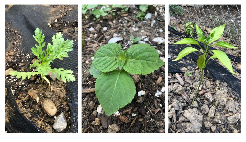 A collage of three healthy seedlings planted in dark soil: edible chrysanthemum (soot gat) with lobed leaves, a perilla plant with large green leaves, and a Korean pepper seedling, highlighting Asian heritage vegetable gardening.