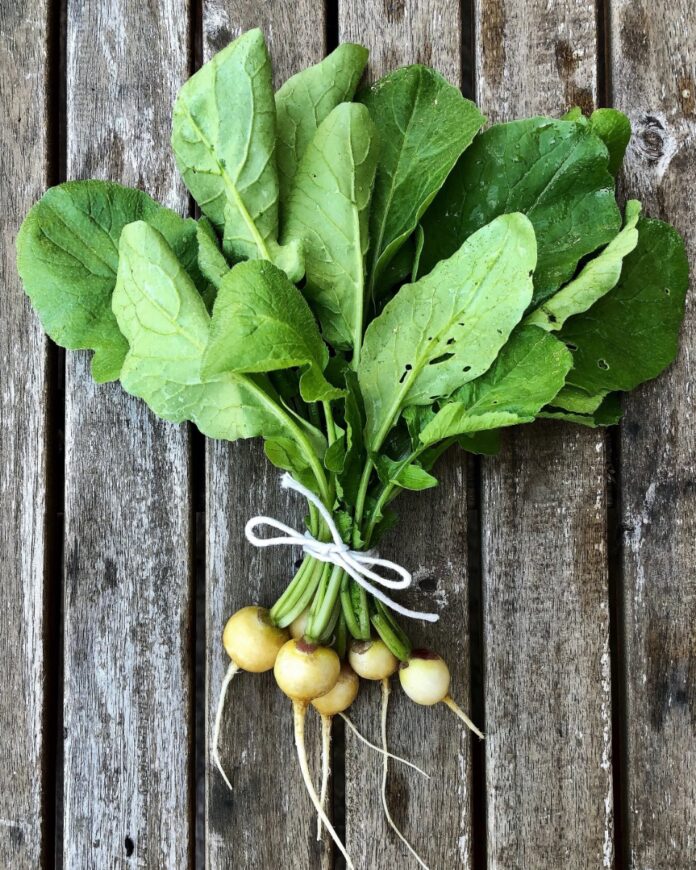 A bunch of freshly harvested Gold Zlata radishes tied with white string, showcasing their pale yellow roots and bright green leafy tops on a rustic wooden table, emphasizing garden-fresh produce.