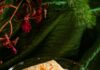 Spiced Orange Cranberry Bars Cranberry Orange Bar by Josiah Moore