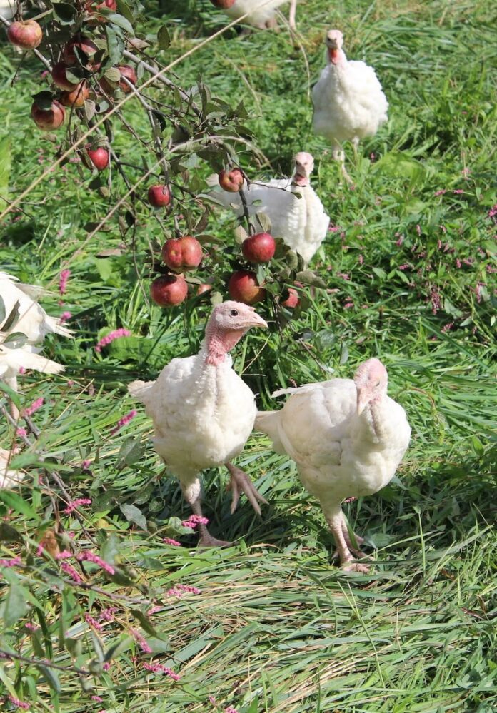 Young turkeys walk around the fruit pasture at a local Pittsburgh farm.