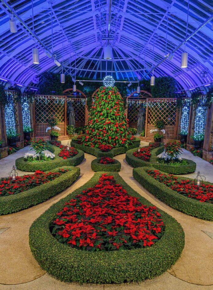Poinsettias in various greenery with a large tree in the center.