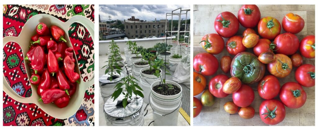 A vertical collage showing summer garden produce: a bowl of bright red Serbian peppers, pepper plants growing in white buckets on a rooftop garden, and a pile of ripe heirloom tomatoes in various sizes and colors.