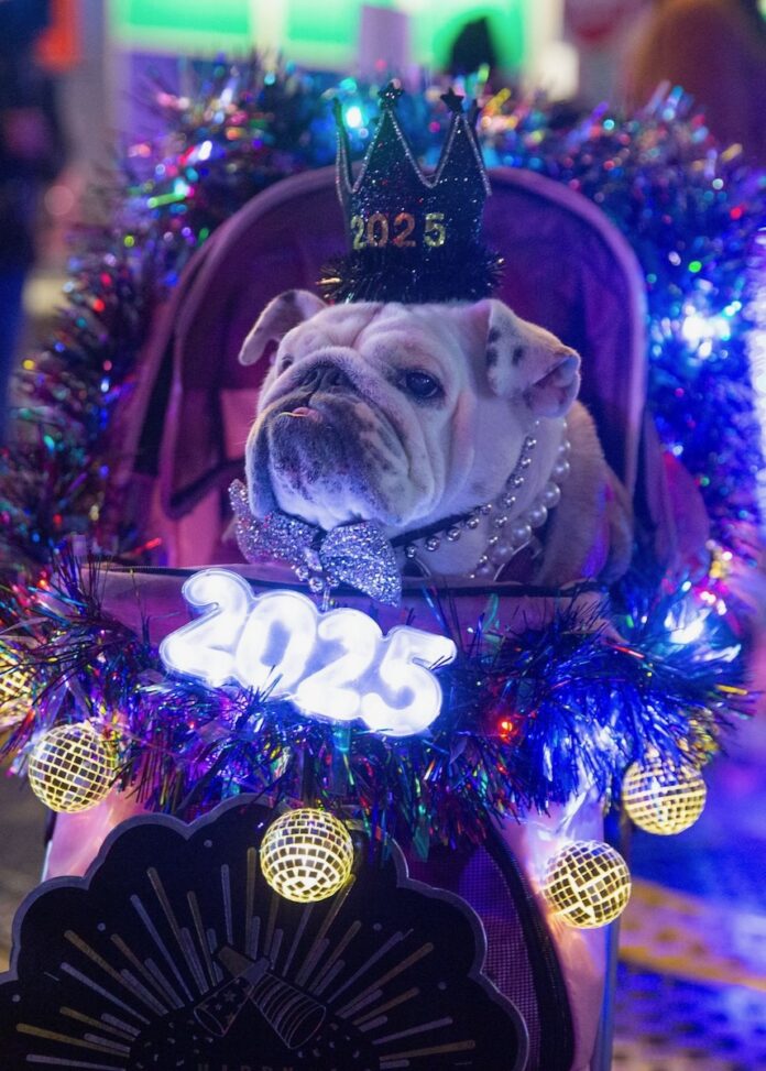 Pittsburgh Events December 29-January 4 TABLE Magazine A dog in New Year gear and lights sits in a lit up stroller.