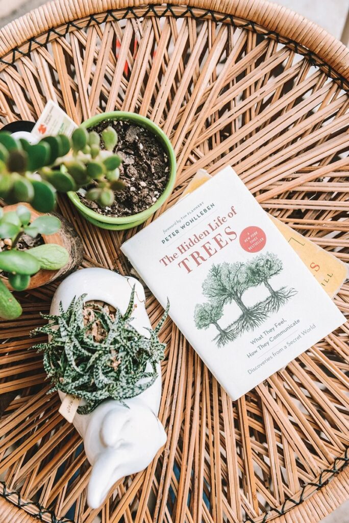 A rustic, woven wicker coffee table topped with a book titled "The Hidden Life of Trees," small potted succulent plants in a lime green and white ceramic planter, and two paperback books.