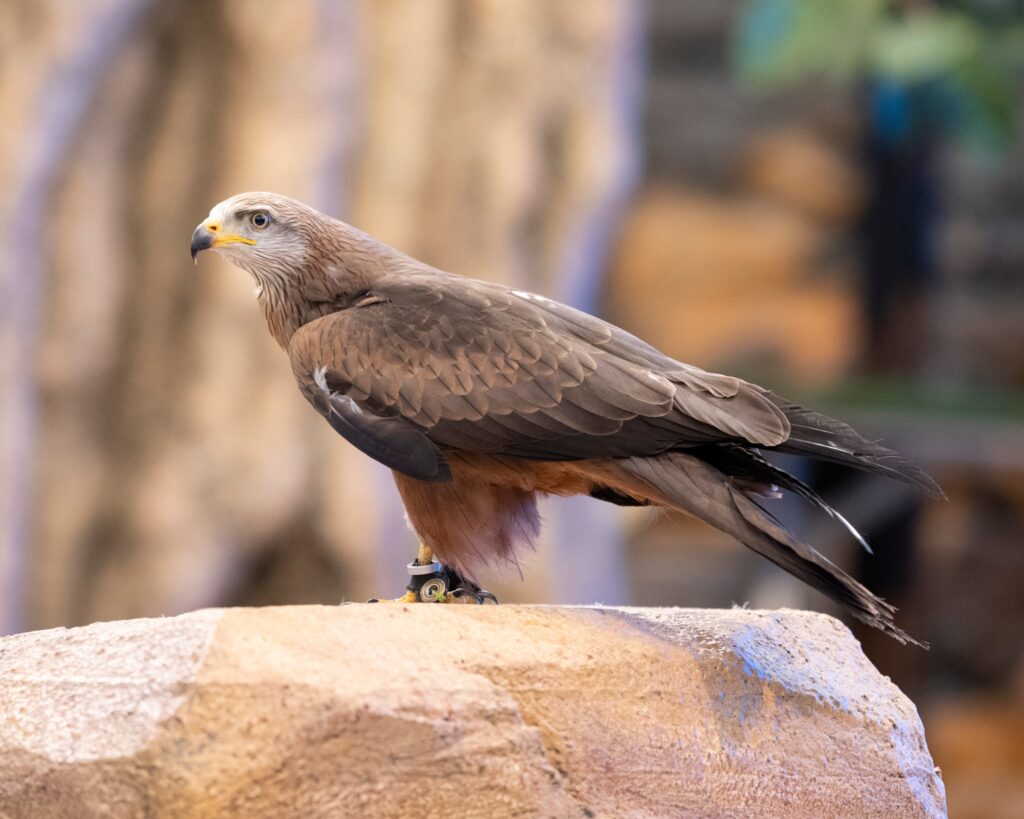 A bird sits on a wood branch at the National Aviary.