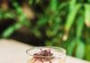 Coco & Mango Milk Punch Coco and Mango Milk Punch greenery in the background