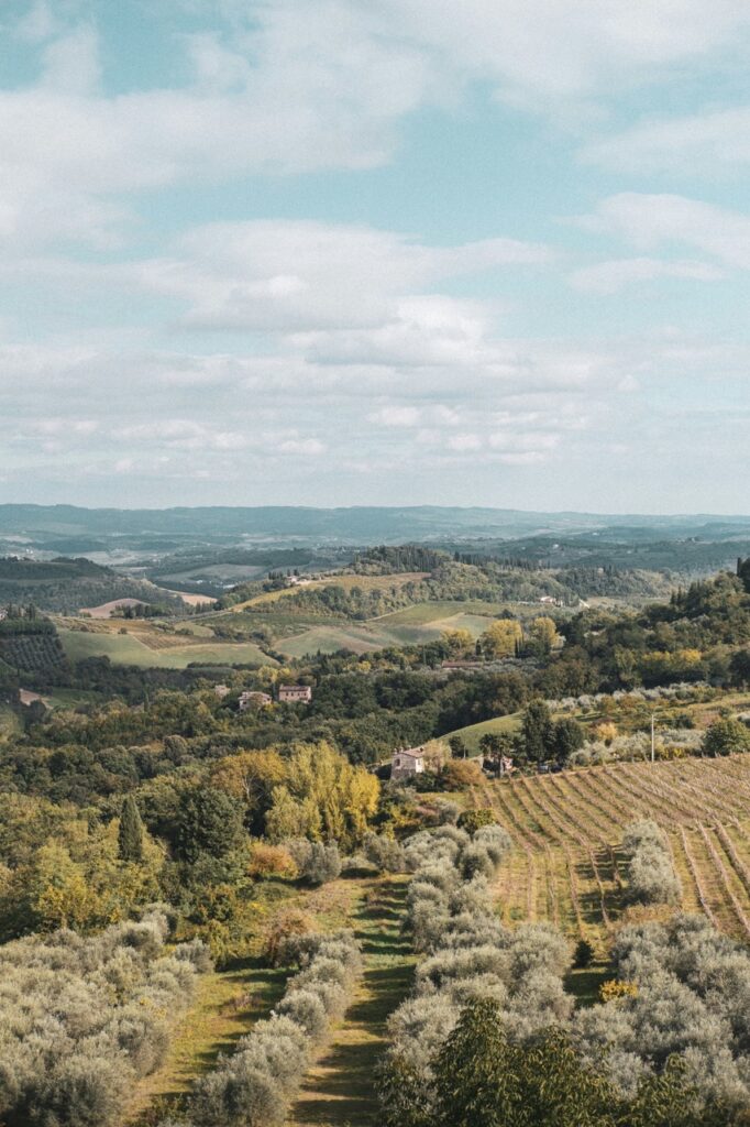 Hills of olive vines in a countryside.