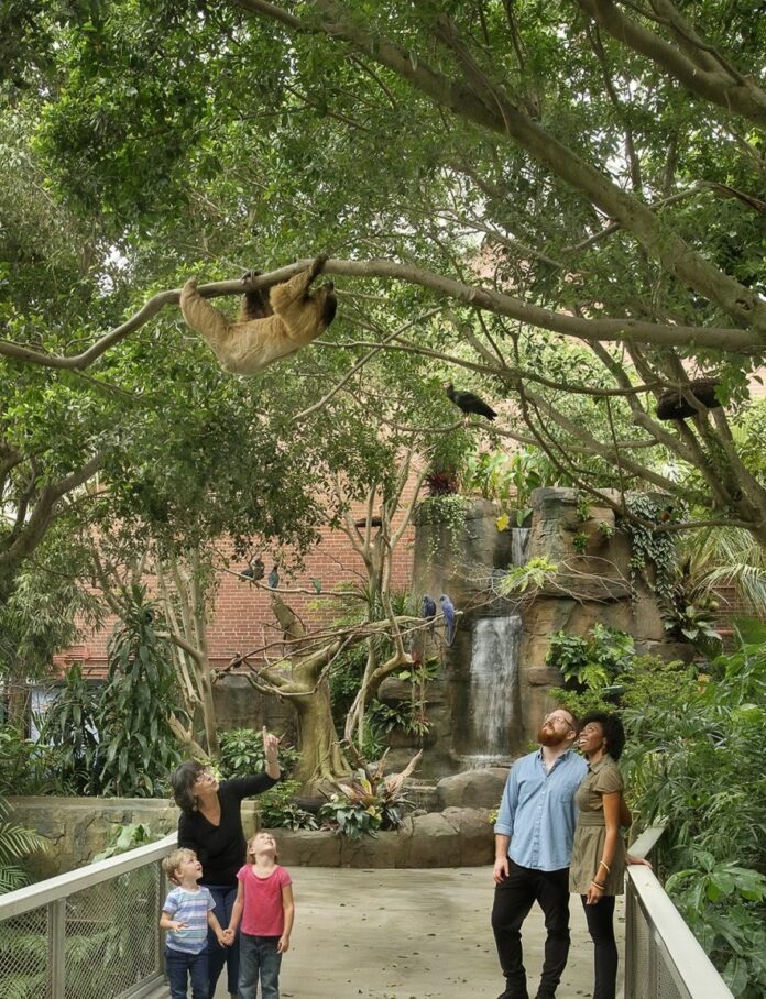 A grandma with two kids and a couple look at a sloth climbing a tree in the National Aviary.