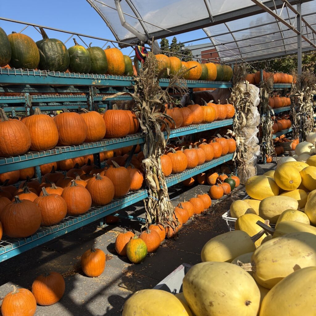 Shelves of pumpkins above a collection of yellow squash.