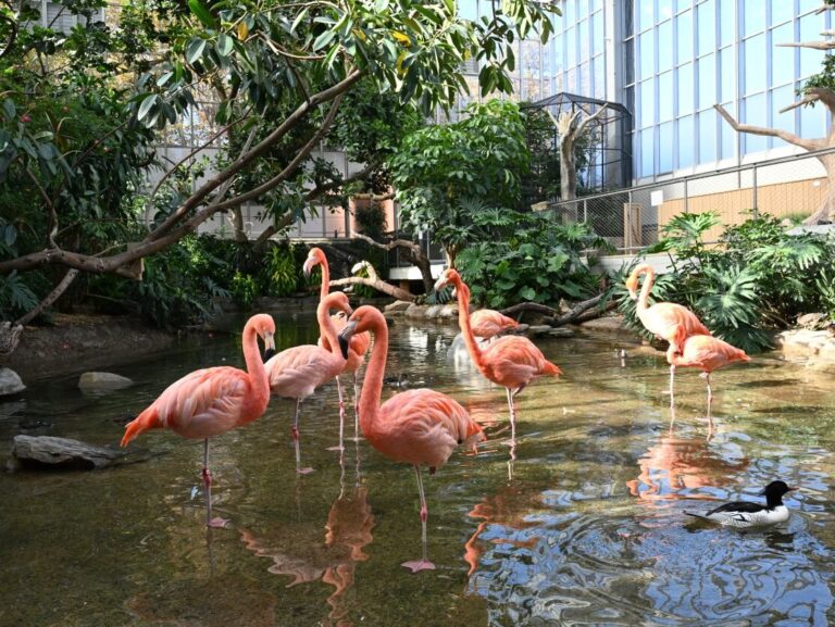 National Aviary Wetlands Flamingos 2022 Michael Faix 1 edited 768x577