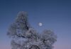 Your February 2026 Horoscope for the Full Moon in Leo A tree sits on a snowy February hill with a full moon peaking over the tree.