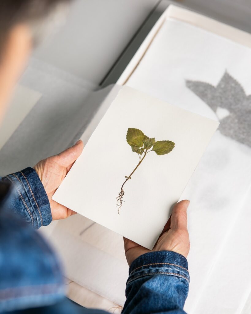 A person holds an illustration of a sprout.