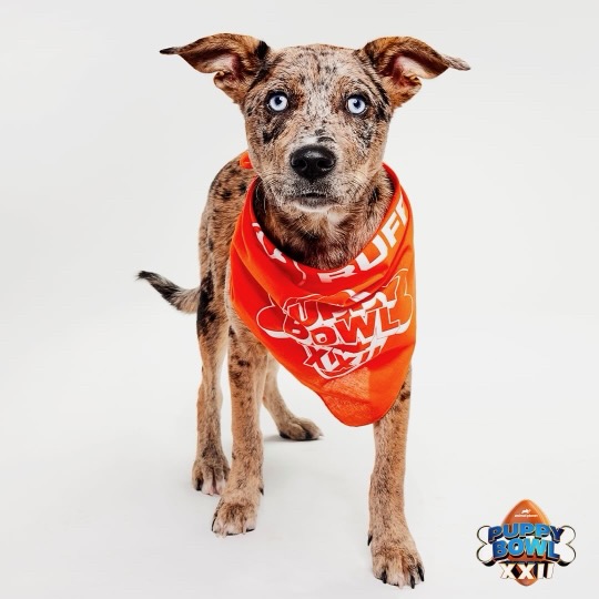 A dog for the puppy bowl stands on a white surface with an orange bandana.