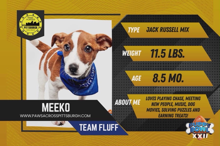 A stats chart for a jack russell terrier.