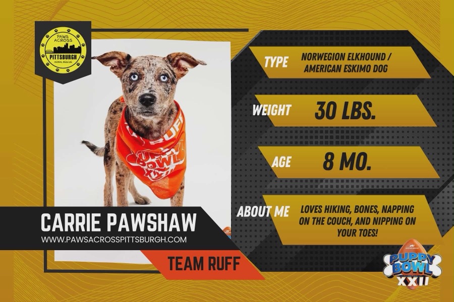 A stats chart for a Shepard dog.