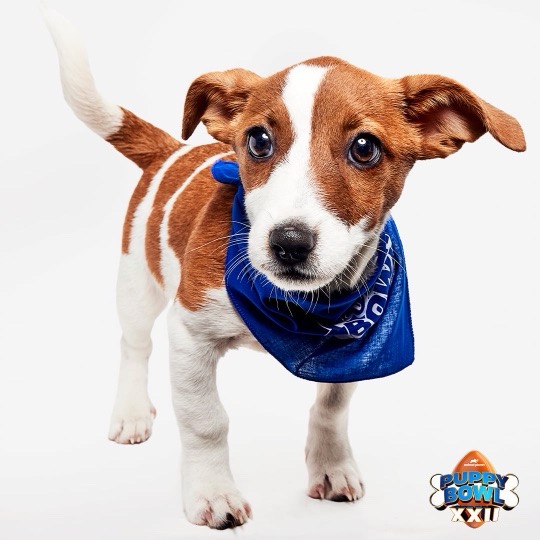 A jack russell terrier stands on a white background with a blue bandana on.
