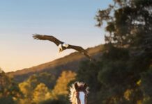 6 Super Bowl LX Commercials to Watch For During the Big Game A clydesdale horse runs through a field with a bald eagle flying over top of it.
